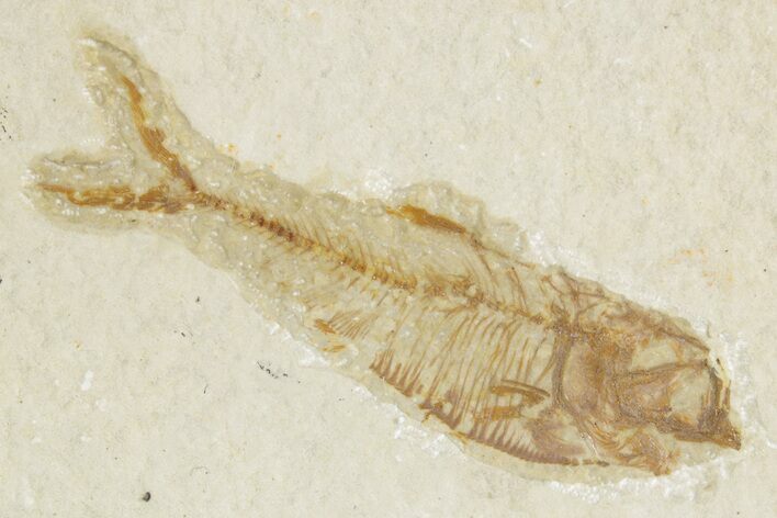 Bargain, Detailed Fossil Fish (Diplomystus) - Wyoming #379340